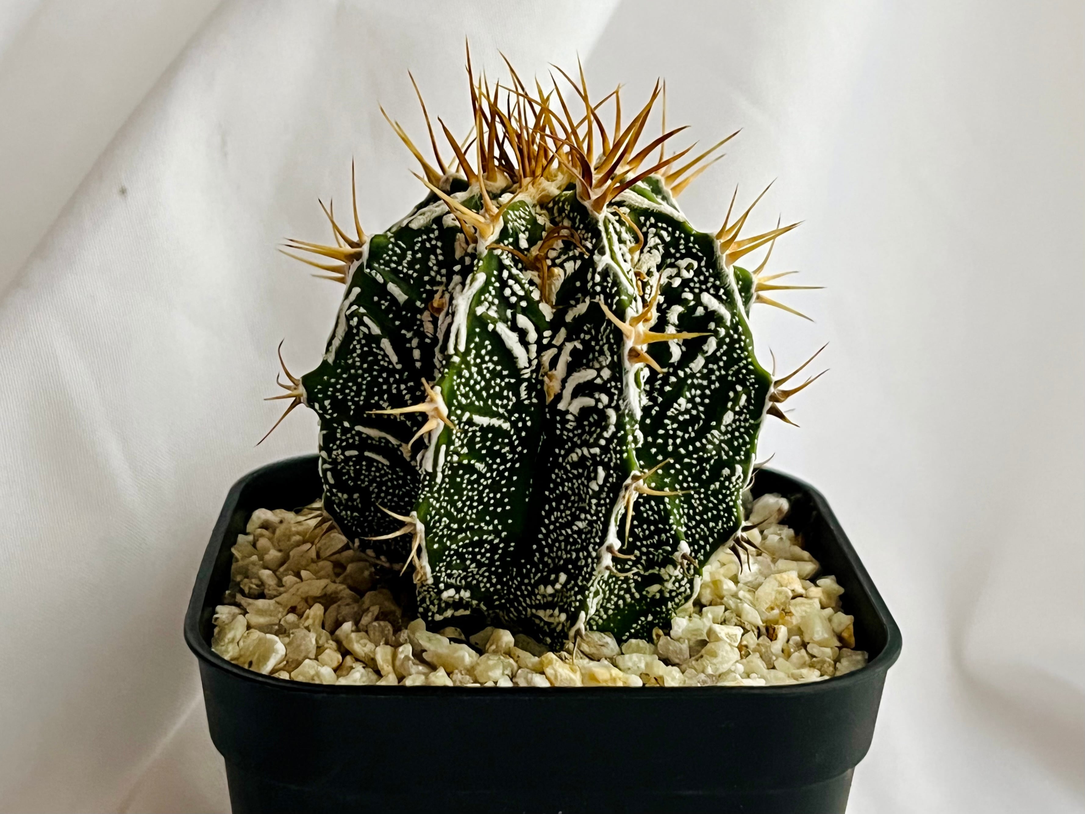 Astrophytum ornatum f. アストロフィツム 白条複隆般若 ライオン般若