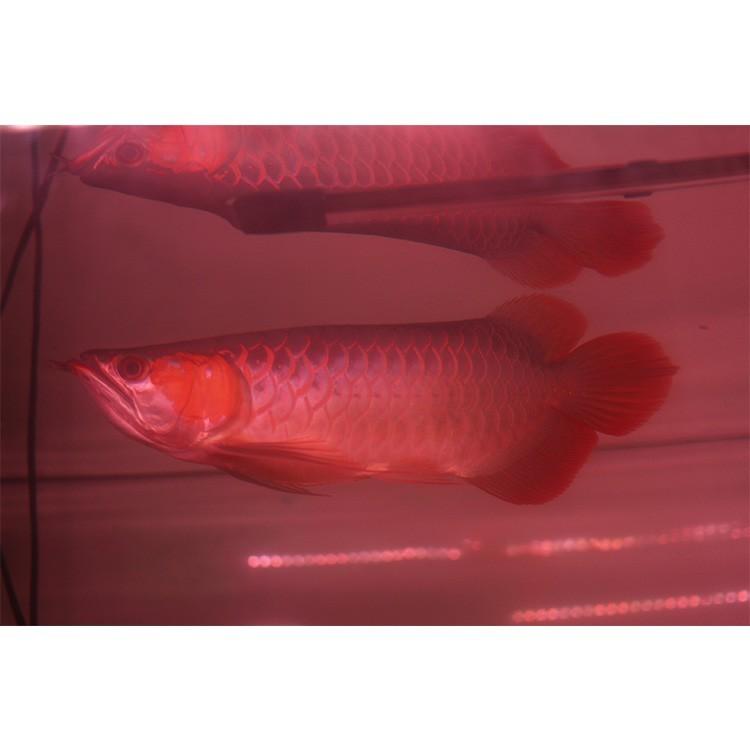 紅龍 スーパーレッド 水中 レッドアロワナ 水槽ライトアロワナ ライト