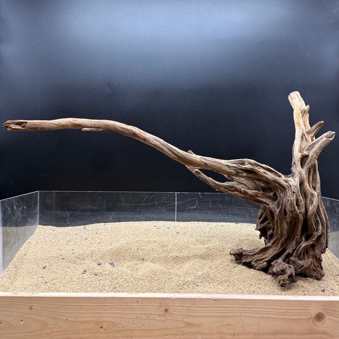 MSRW-6958 特大天然流木1点物　スリムウッド　アクアリウム 一点物 | チャーム